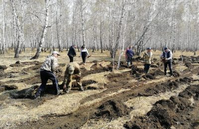 500 саженцев сосны высадили в Усть-Тарке