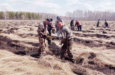 Лесовосстановительные и противопожарные мероприятия проводит Усть-Таркский лесхоз