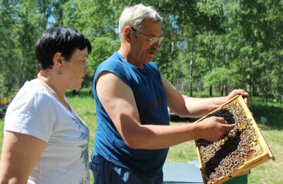 Почему предприниматель из Усть-Тарки не рекомендует смешивать породы пчел