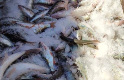 На тысячу тонн больше рыбы выловили в Новосибирской области за полгода