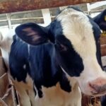 Управление ветеринарии разъясняет порядок действий при проведении изъятия животных