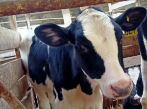 Для пострадавших от изъятия скота жителей НСО развернули мобильные пункты помощи