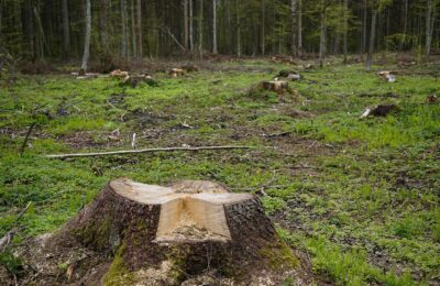 Незаконных рубок леса стало меньше в Новосибирской области