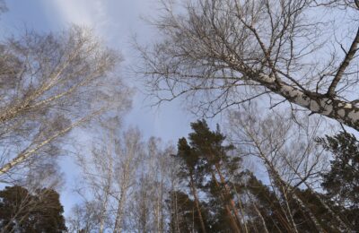 30  гектаров земли в Усть-Таркском районе в 2021 году засадили новыми деревьями