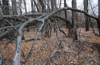 Черным лесорубам вынесли обвинительный приговор в Татарске