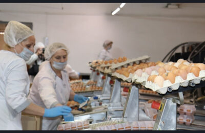 В Новосибирской области активными темпами растёт  производство мяса птицы и яиц
