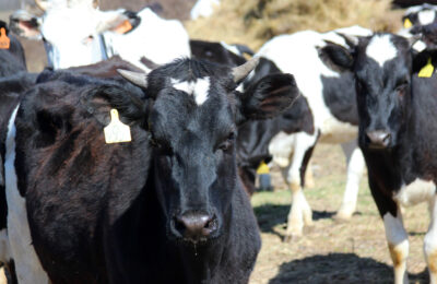 Животноводы Усть-Таркского района наращивают объемы производства молока