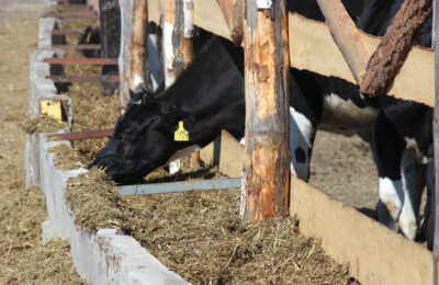 Почти 50 тонн молока получают в день животноводы Усть-Таркского района