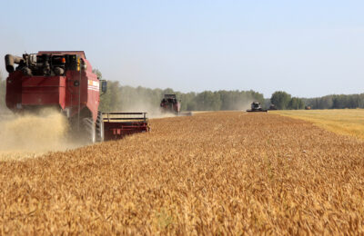 Валовой сбор зерна в Новосибирской области перешагнул отметку в 1,5 миллиона тонн