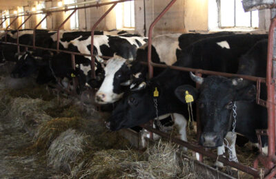 Около 40 тонн молока в день получают аграрии Усть-Таркского района