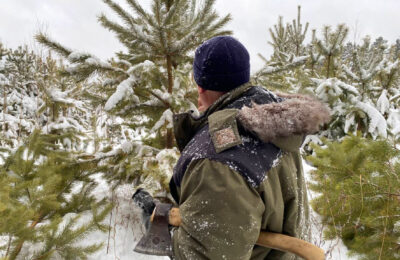 Порядка 20 тысяч новогодних деревьев планируют реализовать в Новосибирской области