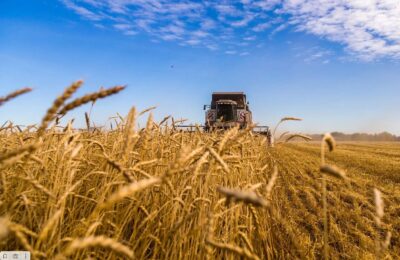 Новосибирская область получила более 270 млн рублей на поддержку сельхозпроизводителей региона
