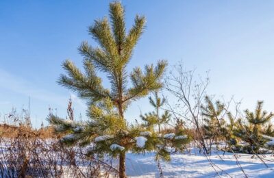 В лесных питомниках Новосибирской области высадили 1,4 млн молодых растений хвойных пород