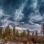 Собственную генетическую базу для сибирских лесов сформировали в Новосибирской области