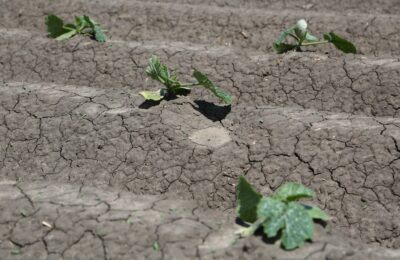 В Усть-Таркском районе пока не планируется введение режима ЧС из-за засухи