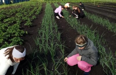 Школьники из Яркуль-Матюшкино выращивают овощи для школьной столовой