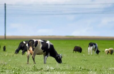 У нас не Индия: администрация Дубровинского сельсовета предупредила о штрафах за самовыгул скота