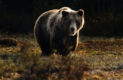 Что будет с напавшим на скот медведем в Усть-Таркском районе решили в Минприроды