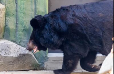 В Новосибирской области медведь-убийца наводит ужас на жителей села Новосилиш