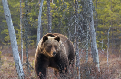 Как избежать встречи с медведем рассказывают жителям села Щербаки
