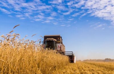 Низкая урожайность зерновых культур отмечается в Усть-Таркском районе