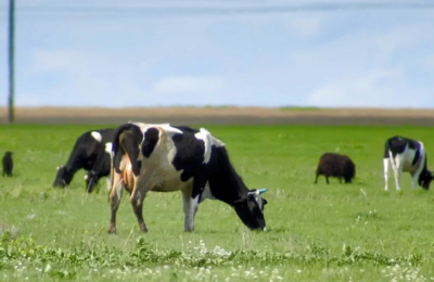 В Новосибирской области коровы стали давать больше молока