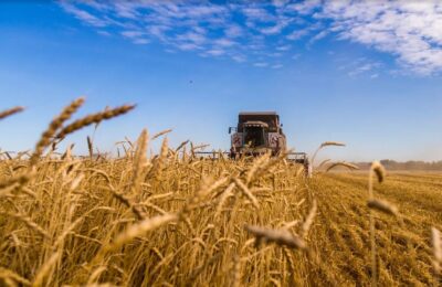 Правительство РФ выделило еще 10 миллиардов рублей на поддержку производителей зерновых культур