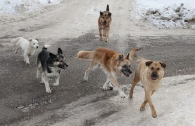 Стаи бродячих собак терроризируют жителей Новосибирской области