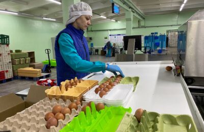 Отечественное оборудование позволит увеличить производство яиц в НСО