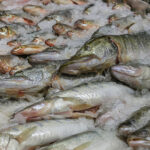 В Новосибирской области увеличена господдержка для рыбохозяйственных предприятий