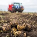 Не затягивать с прополкой картофеля советуют новосибирские ученые