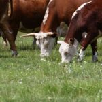 Корова погибла от удара молнии в Усть-Таркском районе