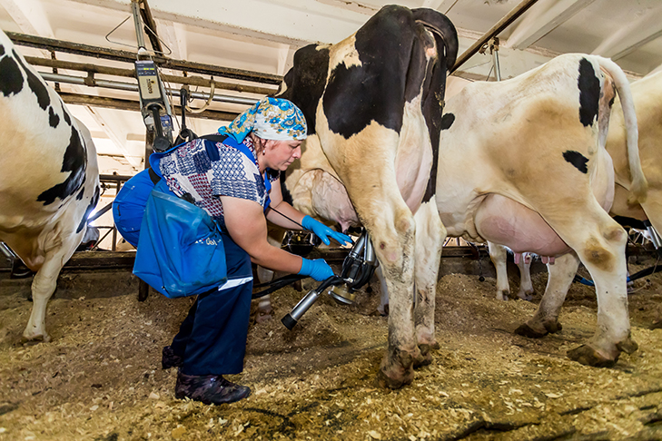 ЗАО «Дубровинское» вышло в лидеры по производству молока