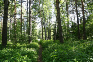 Экологический каркас НСО улучшили благодаря опережающему лесовосстановлению