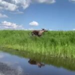 В Новосибирской области с помощью новой техники узнали, где прячутся лоси летом