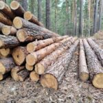 Незаконные рубки в НСО сократились в несколько раз благодаря дистанционному мониторингу