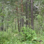 Андрей Травников поручил проработать дополнительные меры по защите особой охраняемой зоны Караканского бора