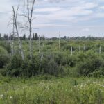 В минприроды региона рассказали, как защищают лес от вредителей