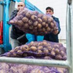 Первые 12 тысяч тонн картошки собрали с полей Новосибирской области