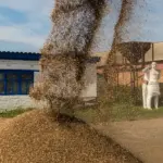 Почти 3 млн тонн зерна планируют собрать в Новосибирской области осенью-2025