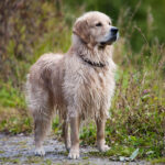 В Новосибирской области бродячих собак берут на особый контроль