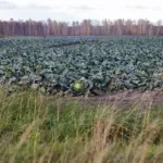 Свеклу и морковь не успели убрать в Новосибирской области из-за ранних снегопадов