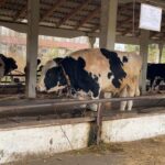 Продуктивность племенной работы в регионе повысили благодаря мерам господдержки