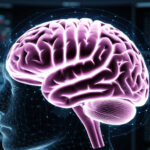 Первую цифровую копию человеческого мозга создадут в Новосибирске к 2026 году