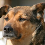 Нападение собаки на ребенка под Новосибирском оценили в 10 тысяч рублей