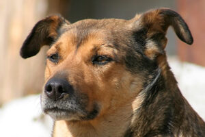 Нападение собаки на ребенка под Новосибирском оценили в 10 тысяч рублей