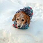 От поедания снега питомцами предостерегли владельцев собак в Новосибирске