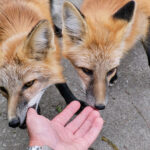 Под Новосибирском ликвидировали бешеную лису, укусившую женщину