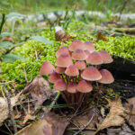 Сбор 30 видов грибов попал под запрет в Новосибирской области