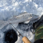 Жители Новосибирска едят рыбы больше нормы Минздрава